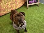 Adopt RYLO a Staffordshire Bull Terrier, Mixed Breed