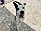 Adopt BRADY a Staffordshire Bull Terrier, Mixed Breed