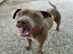Adopt TANK a Staffordshire Bull Terrier, Mixed Breed