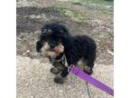 Poodle (Toy) Puppy for sale in Columbia, TN, USA