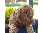 Goldendoodle Puppy for sale in Mcpherson, KS, USA