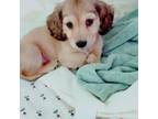 Dachshund Puppy for sale in Atlanta, GA, USA