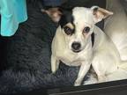 Adopt McGriddle a Mixed Breed