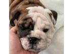 Bulldog Puppy for sale in Redmond, OR, USA