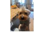 Adopt FOSTER FRANK a Yorkshire Terrier