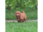 Miniature Labradoodle Puppy for sale in Dongola, IL, USA