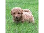 Miniature Labradoodle Puppy for sale in Dongola, IL, USA