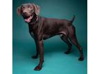 Adopt BRAUN a German Shorthaired Pointer, Mixed Breed