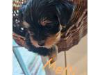 Yorkshire Terrier Puppy for sale in Baskin, LA, USA