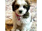 Cavapoo Puppy for sale in Arvada, CO, USA