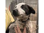 Adopt Zion a Mixed Breed