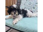 Cavapoo Puppy for sale in Arvada, CO, USA