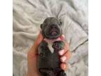 French Bulldog Puppy for sale in White Plains, NY, USA