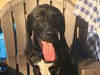 Adopt Hambone a Basset Hound, Labrador Retriever