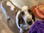 Adopt Rudy a Basset Hound