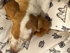 Adopt Lafayette a Basset Hound