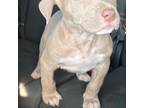 American Pit Bull Terrier Puppy for sale in Philadelphia, PA, USA