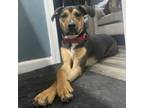 Adopt Mac - in Foster a Mixed Breed