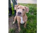 Adopt Armani a Pit Bull Terrier, Mixed Breed