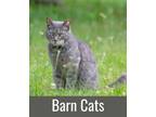 Adopt BARN CATS a Domestic Short Hair