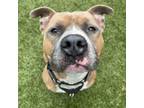 Adopt Indiana Bones a American Staffordshire Terrier