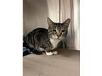 Adopt Scooter a Domestic Short Hair