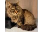 Adopt Fred a Maine Coon