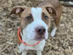 Adopt NIKE a Pit Bull Terrier