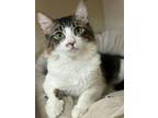 Adopt Buddy a Domestic Long Hair, Domestic Short Hair