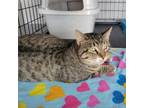 Adopt Stormy Kent a Domestic Short Hair