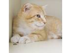 Adopt Lucky Lou a Domestic Short Hair