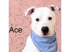 Adopt Ace a Pit Bull Terrier