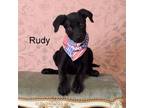 Adopt Rudy a Labrador Retriever