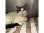 Adopt Scrappy a Domestic Short Hair