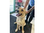 Adopt Marley a Retriever