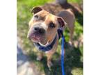 Adopt CHARLES BARKLEY a Pit Bull Terrier, Mixed Breed