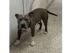 Adopt Salami a Pit Bull Terrier, Mixed Breed