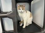 Adopt Seymour a Domestic Short Hair