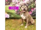 Adopt Rex a Mixed Breed