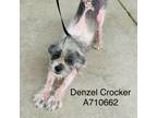 Adopt Denzel Crocker a Terrier