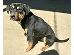 Diablo Rottweiler Young Male