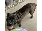 Baby Cane Corso Young Female