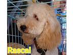 RASCAL Poodle (Miniature) Young Male