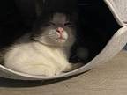 Edward Domestic Shorthair Young Male