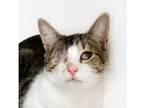 Roman Domestic Shorthair Young Male