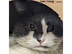 Todd Domestic Shorthair Adult Male