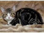 Marbles Domestic Shorthair Adult Male