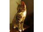 Adopt Majesty a Domestic Short Hair