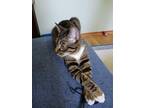Adopt Majesty (TAS # a Domestic Short Hair