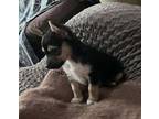Aster Chihuahua Puppy Male
